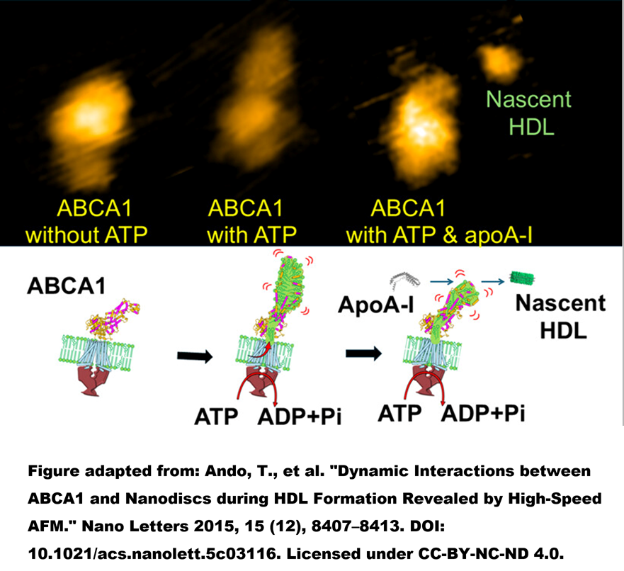 HDL_ATP.png