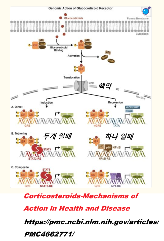 cortisolin nuclear.png