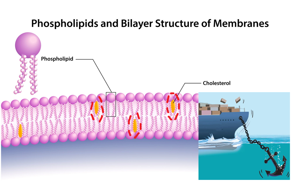 phospholipid-chole.png