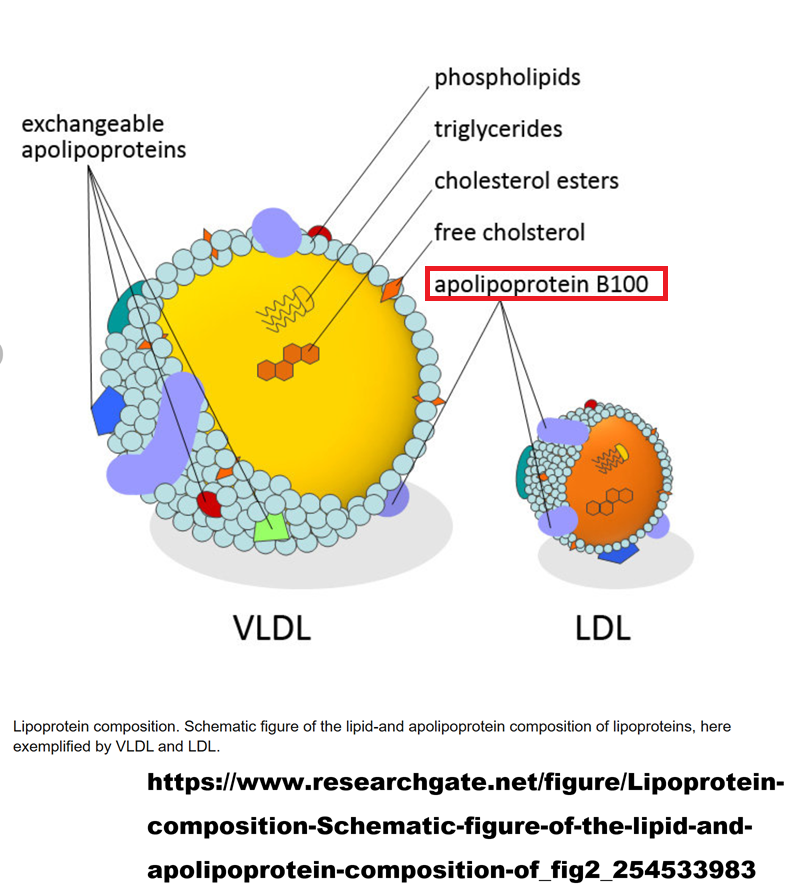 lipoprotein.png