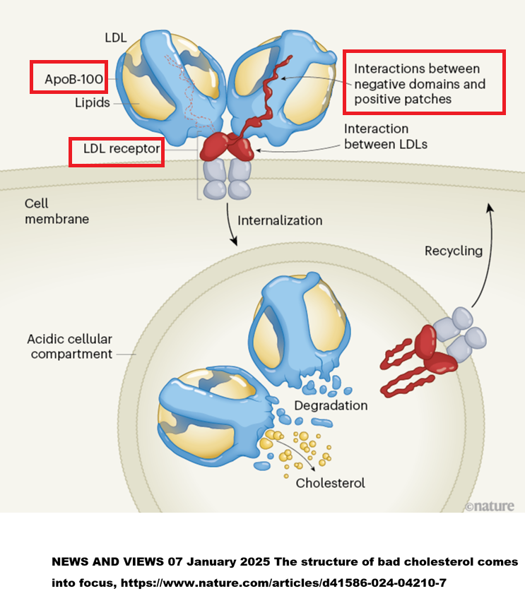 APOB100_LDLR.png