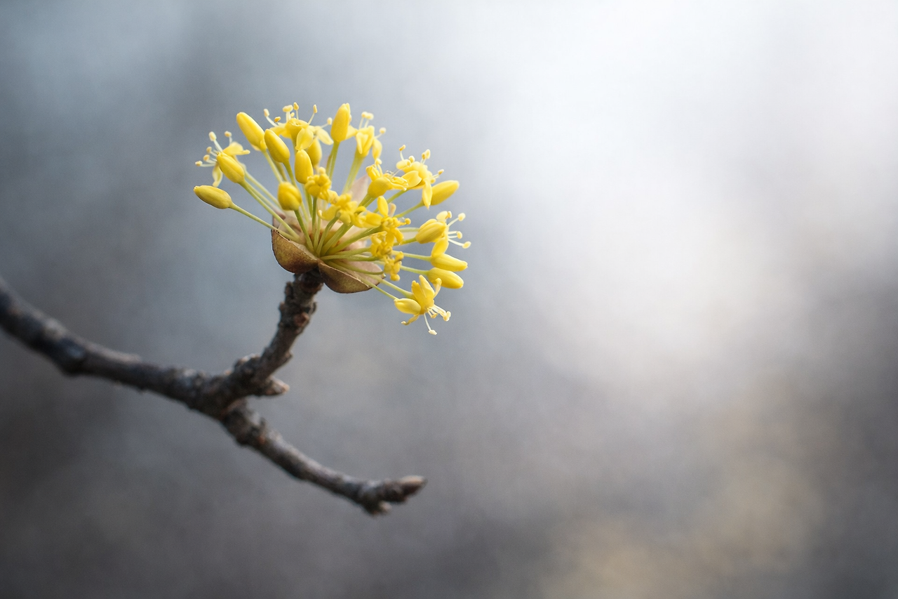 ChatGPT Image 2026년 1월 31일 오전 07_12_51.png