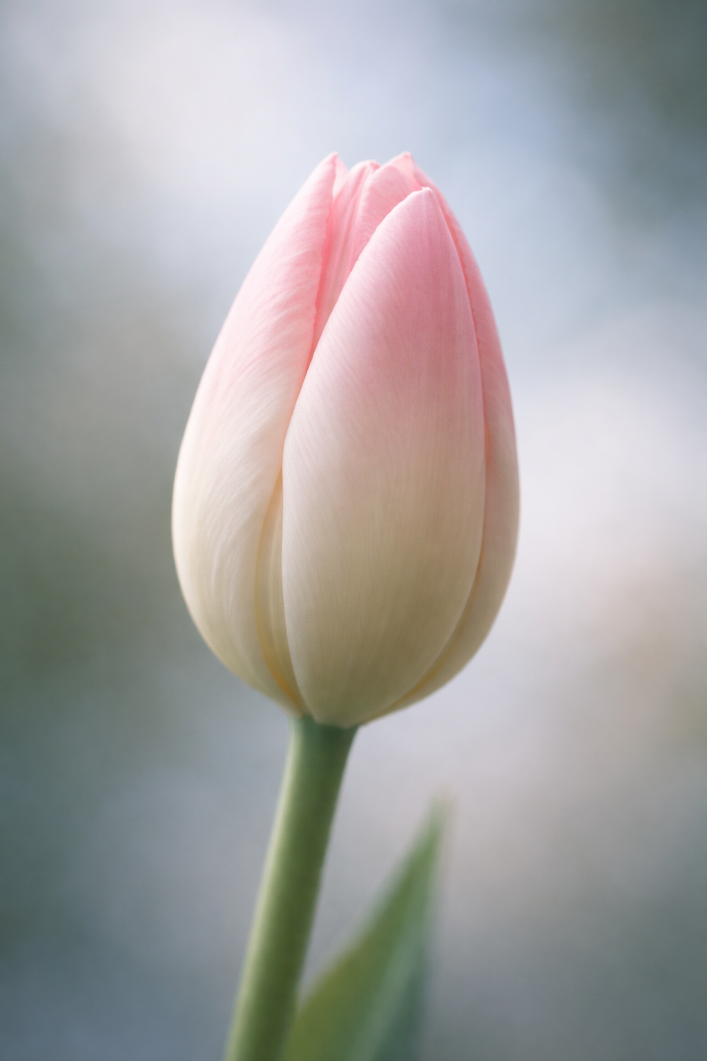 ChatGPT Image 2026년 1월 29일 오전 07_44_25.png