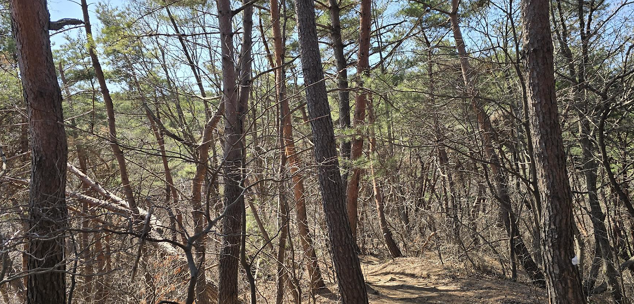 이수봉 금강송.png