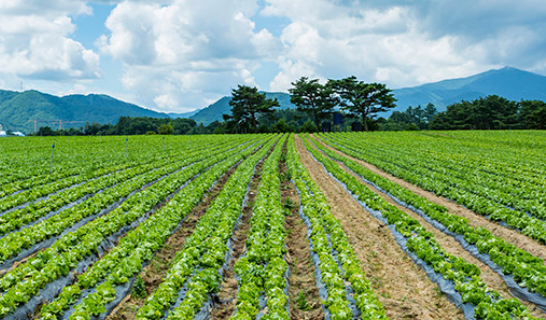 농지임대차계약서 양식 (2).png