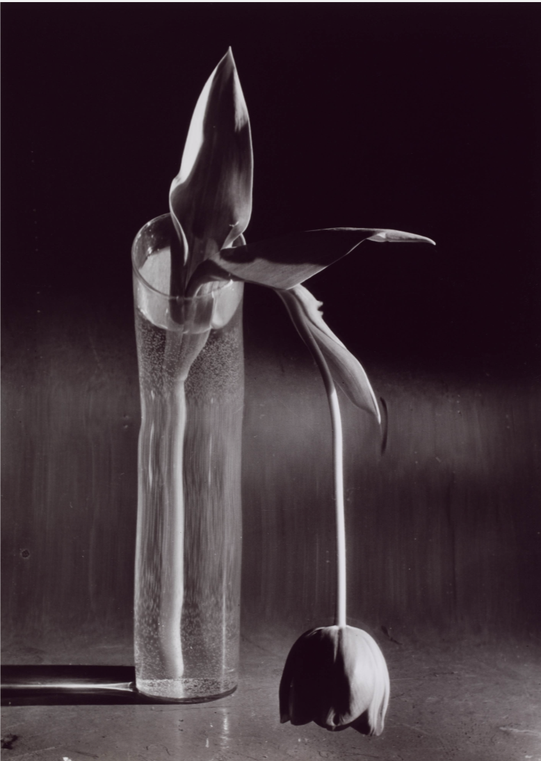 Melancholic Tulip, 1939.png