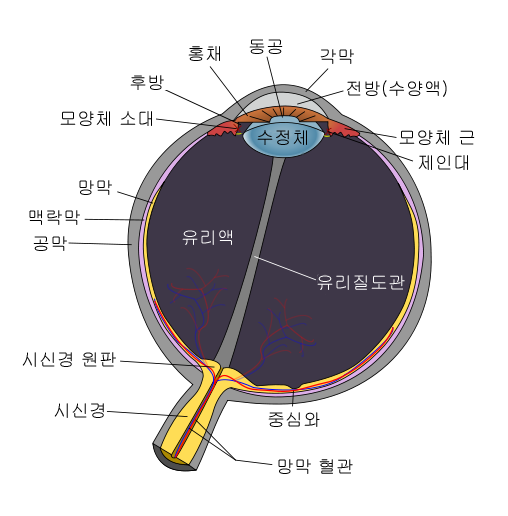 相目 눈의 관상 01
