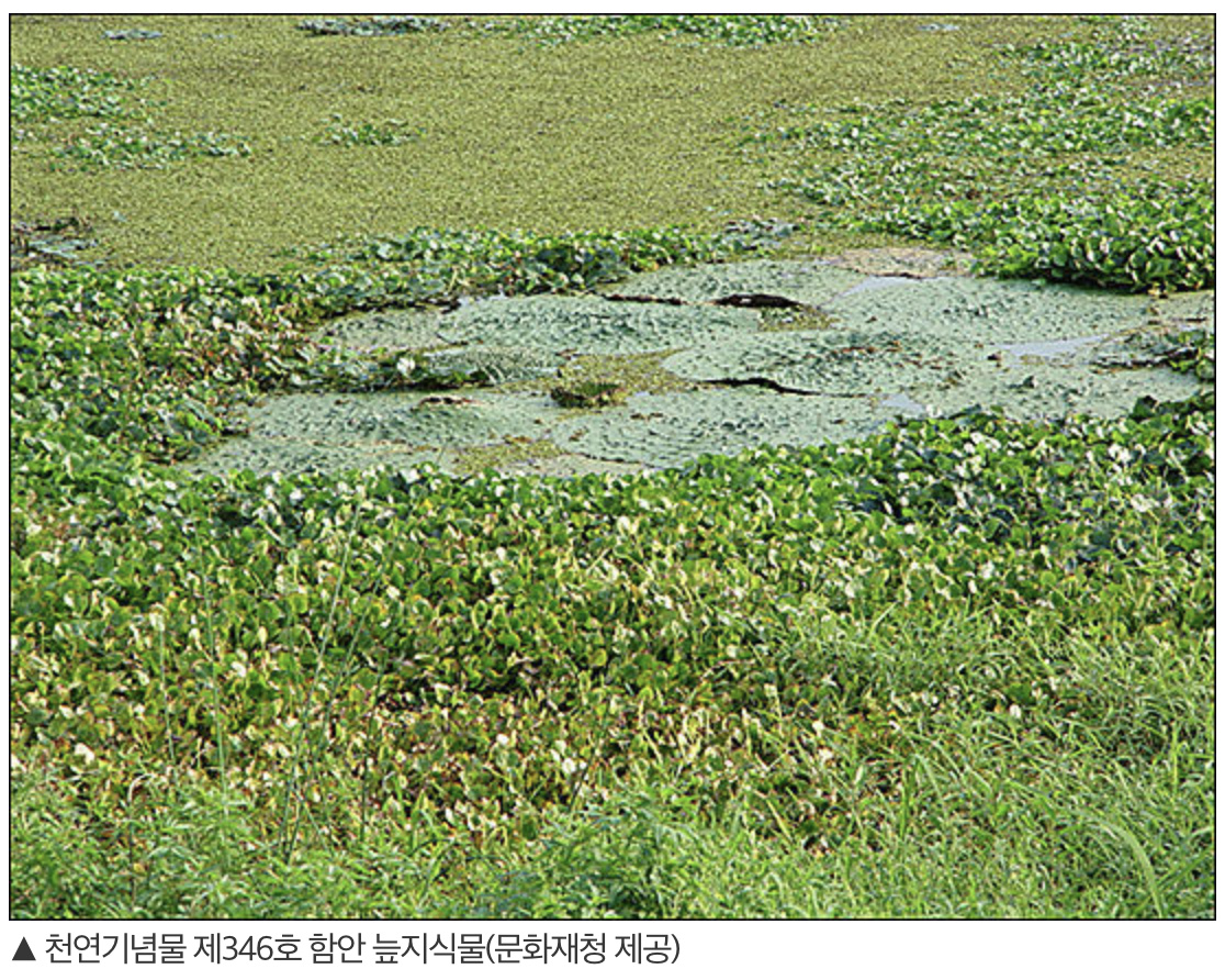 16화 컬러[잔잔한채] 고여있지만 죽어있지 않은 곳, 늪지대
