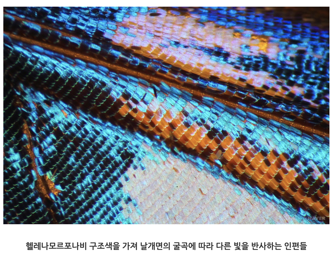 30화 색소가 없이 푸른빛으로 반짝이는 나비가 있다?