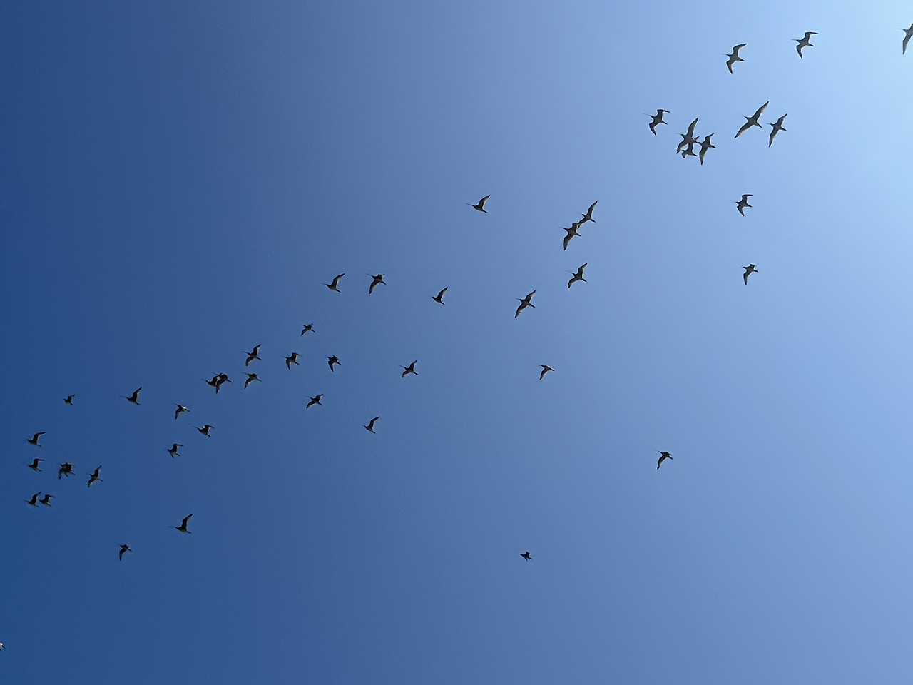새들의 비행