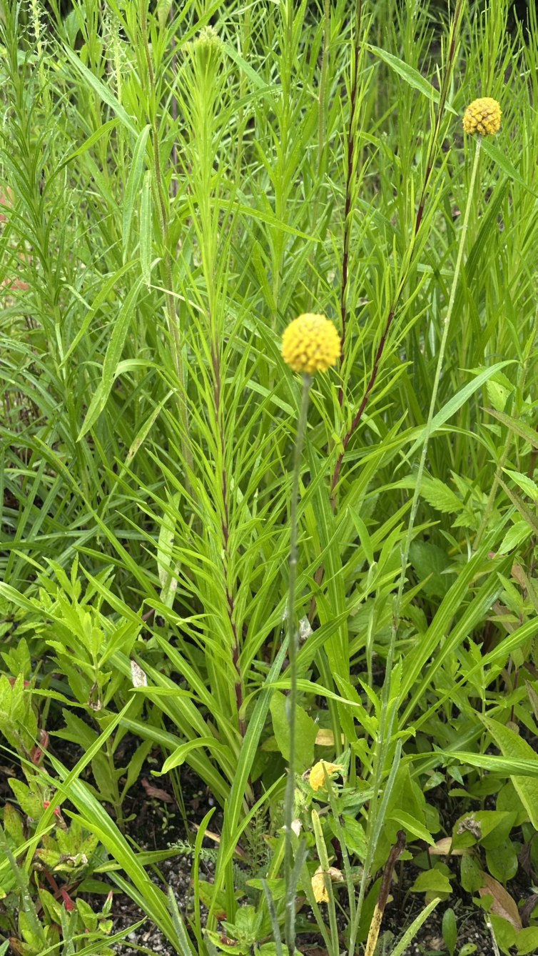 길치의 수난