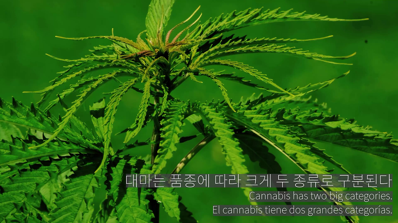 의료용 대마초의 42가지 진실
