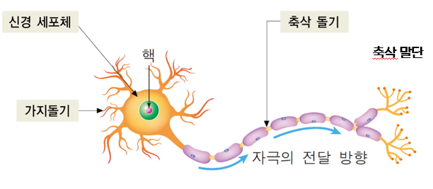뉴런과 시냅스