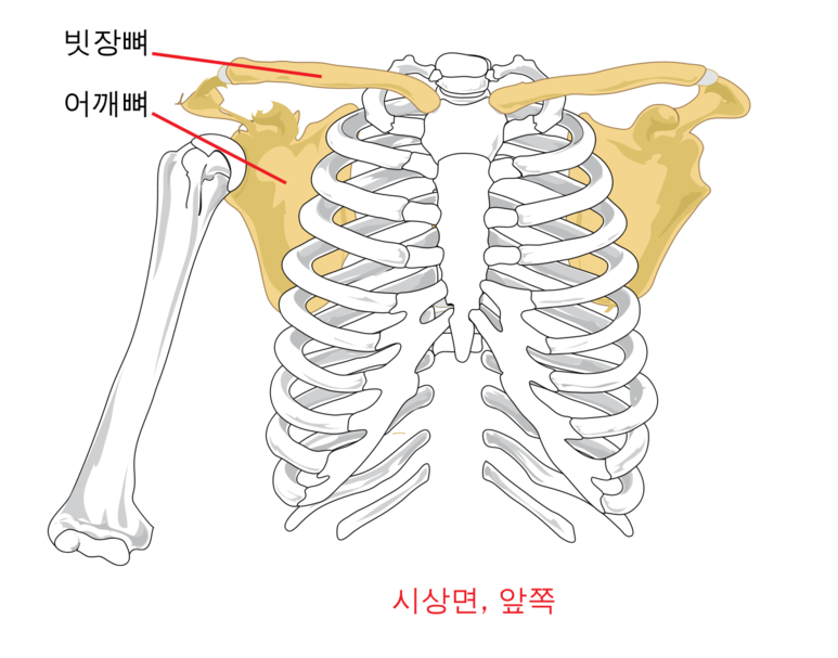 진짜 팔을 찾아서