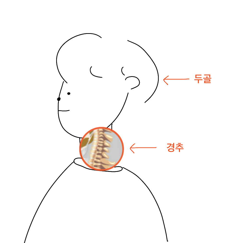다들 목에 하나씩 품고 있는 거북이, 있잖아요?