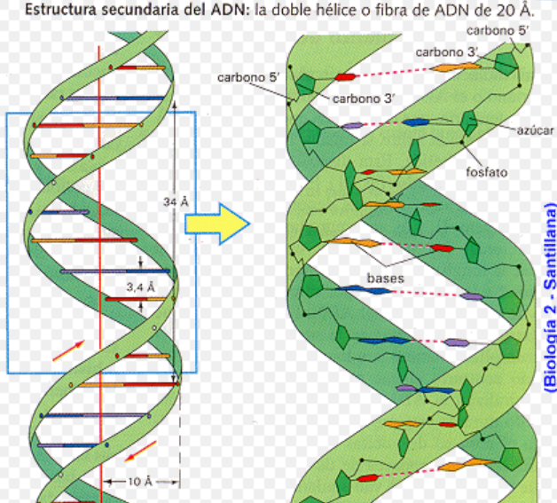 24화 '카르페 디엠'과 DNA 이중나선 구조