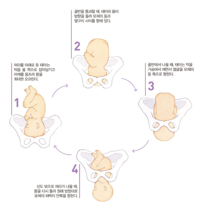 04화 #4. 출산! 그 감격의 순간
