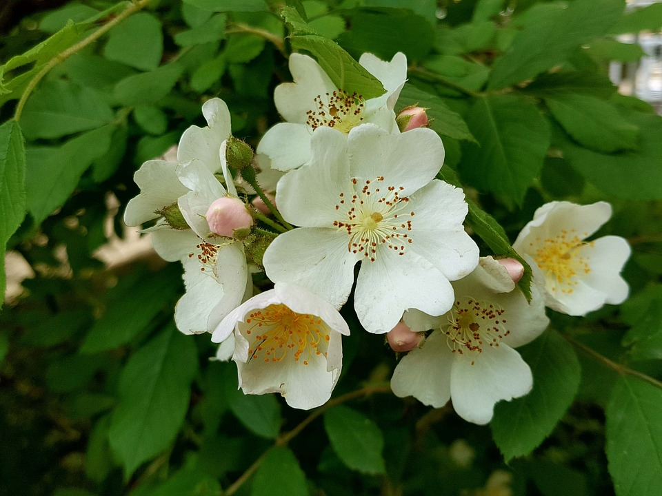 찔레꽃 향기