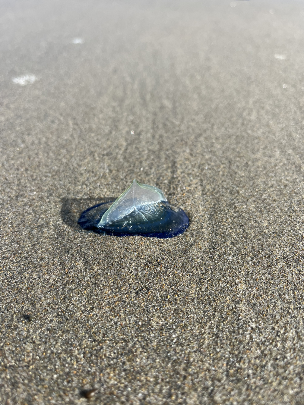 Velella