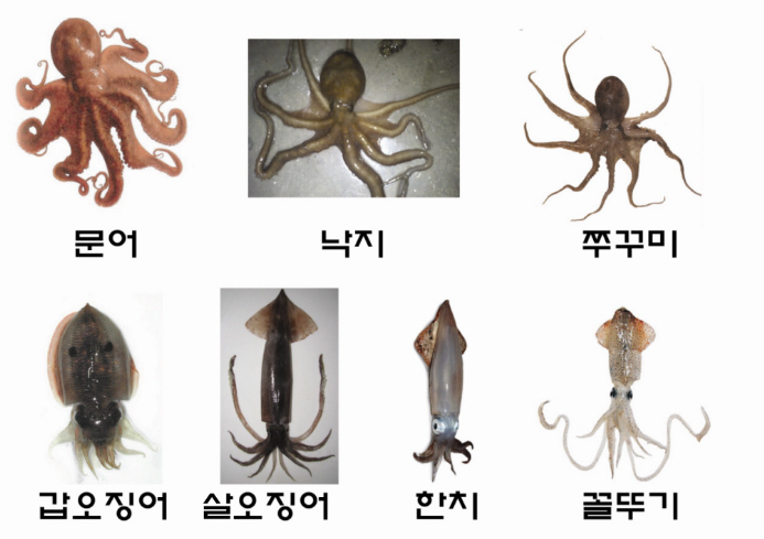 나야, 한치
