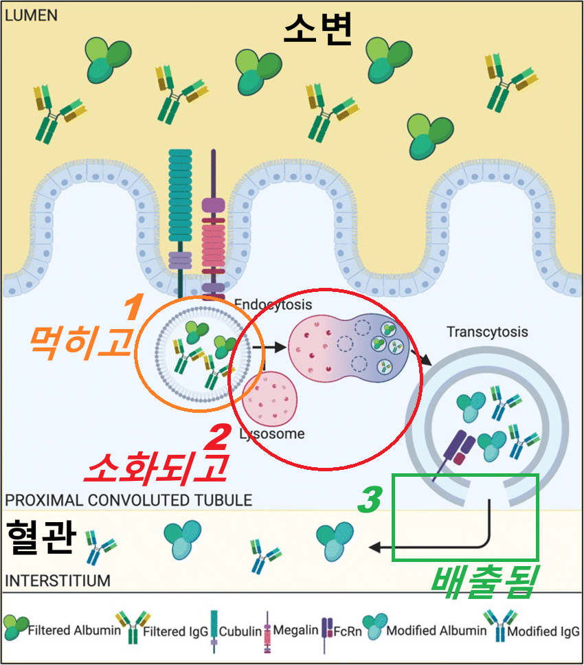 당뇨병성 신장병증 (3)