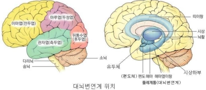 대뇌에 가득 찬 것