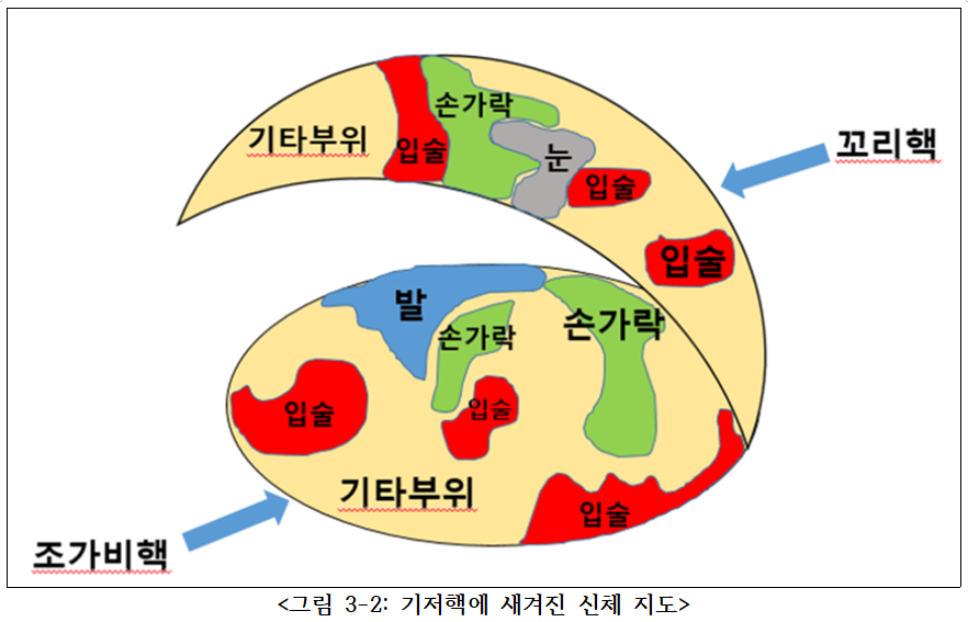 05화 카사노바의 무의식과 기저핵(basal ganglia)
