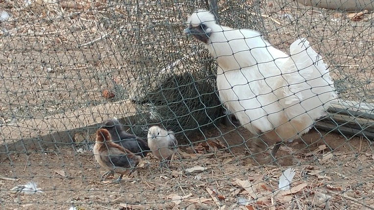 993246455ABEB49C08E767