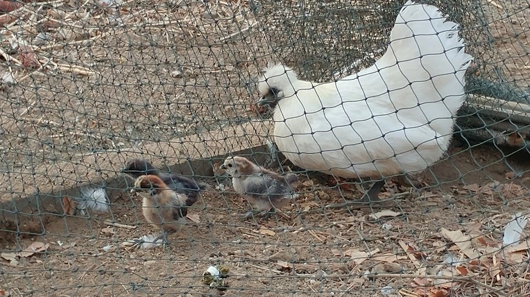 99A17A455ABEB49E0B7FB6