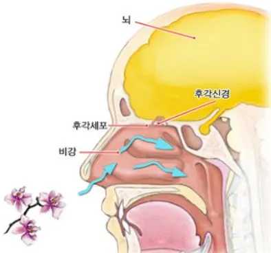 후각.JPG