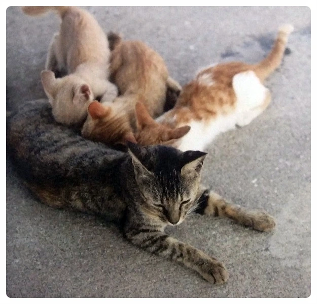 image_6045848291515303451358.jpg?type=w773