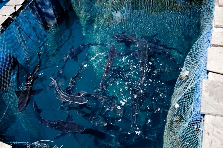 _MG_9500.JPG?type=w1