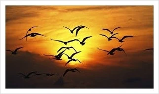 birds_fly.jpg?type=w2