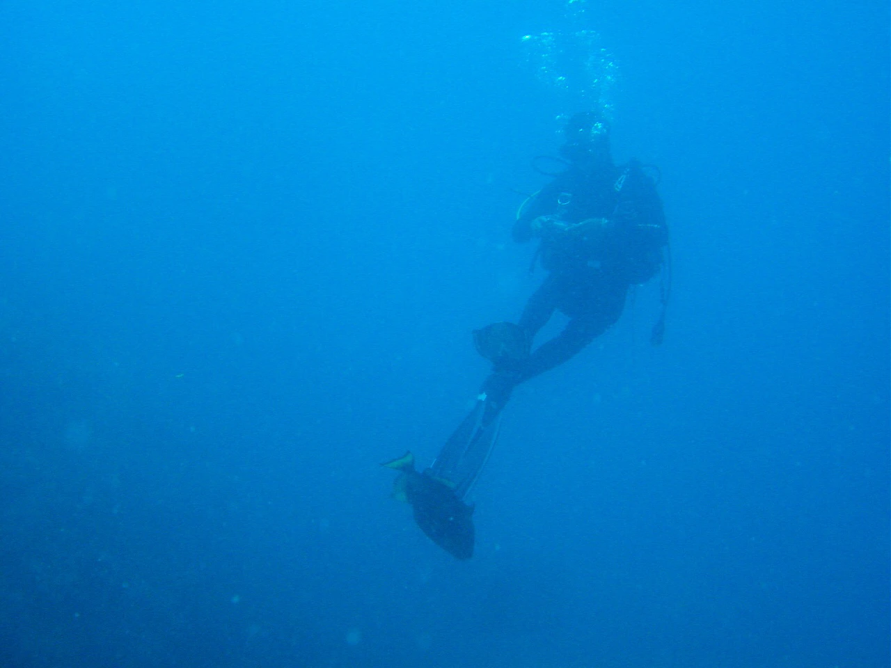 triggerfish attack 1.JPG