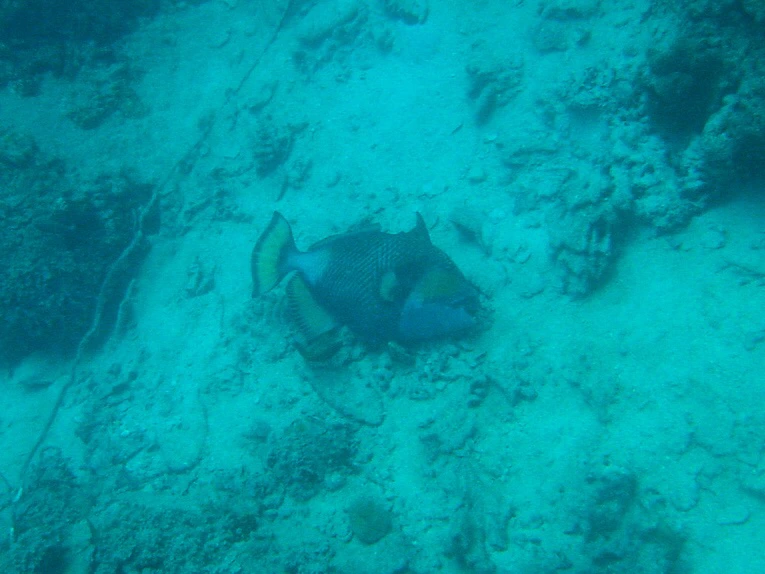 triggerfish.JPG