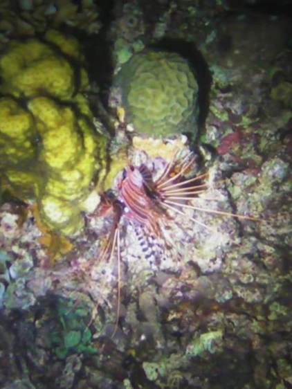 4.Lionfish.JPG