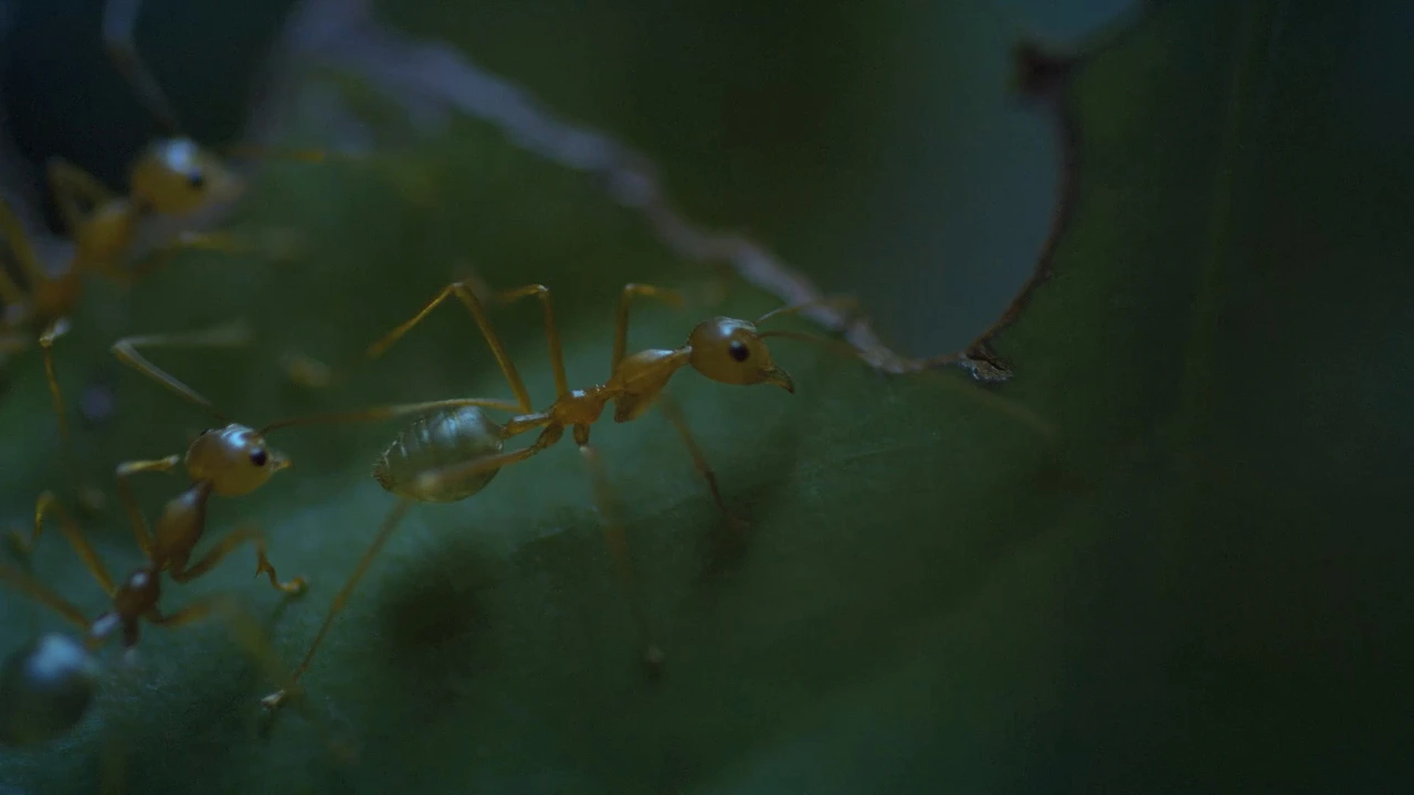 imageAtchfile (2).jpeg