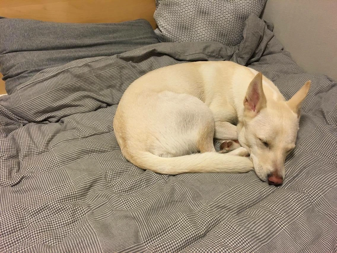 구름이 웅크리고 잠.JPG