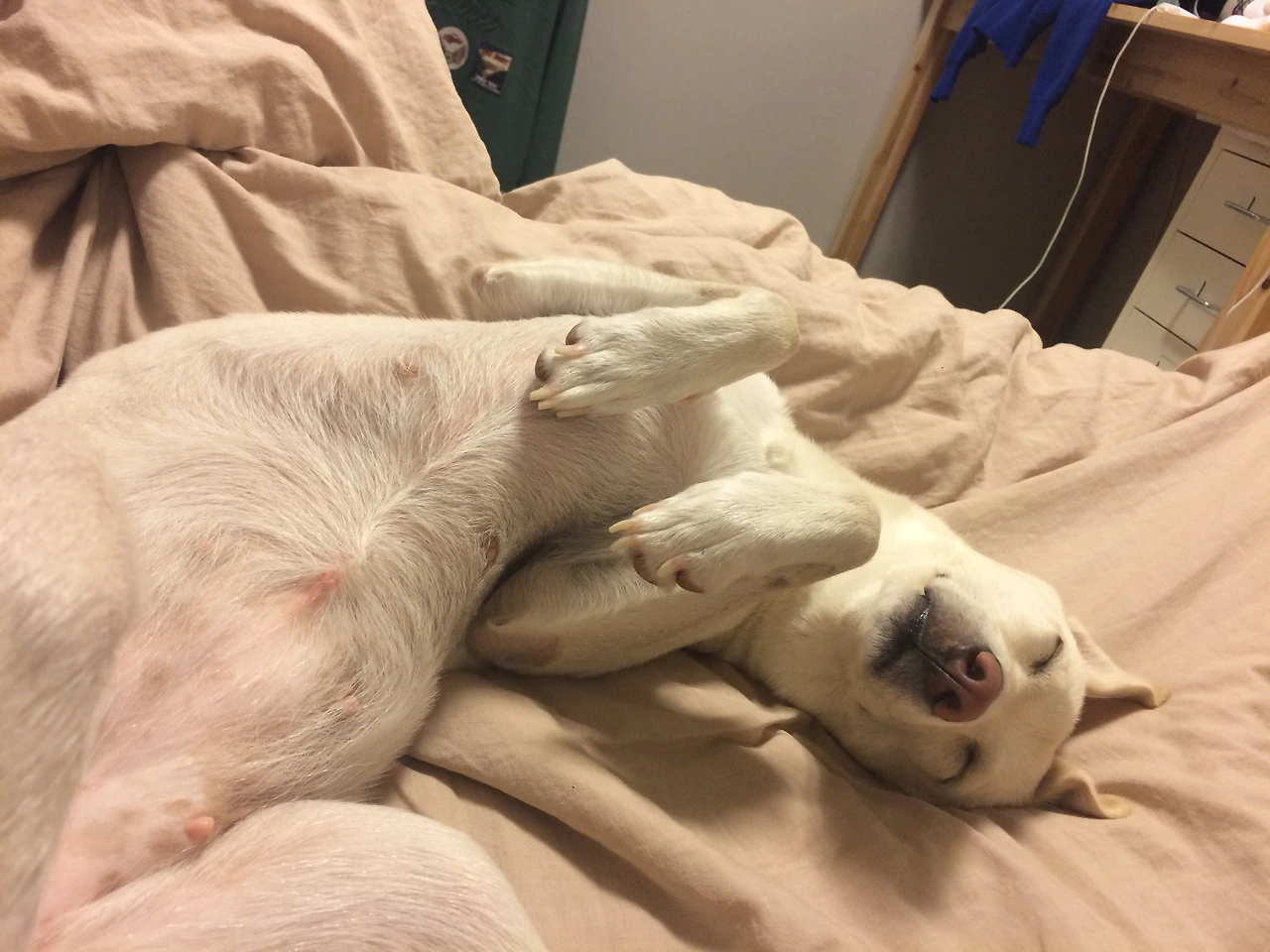 앞발을 가슴에 올려놓고 잠.JPG