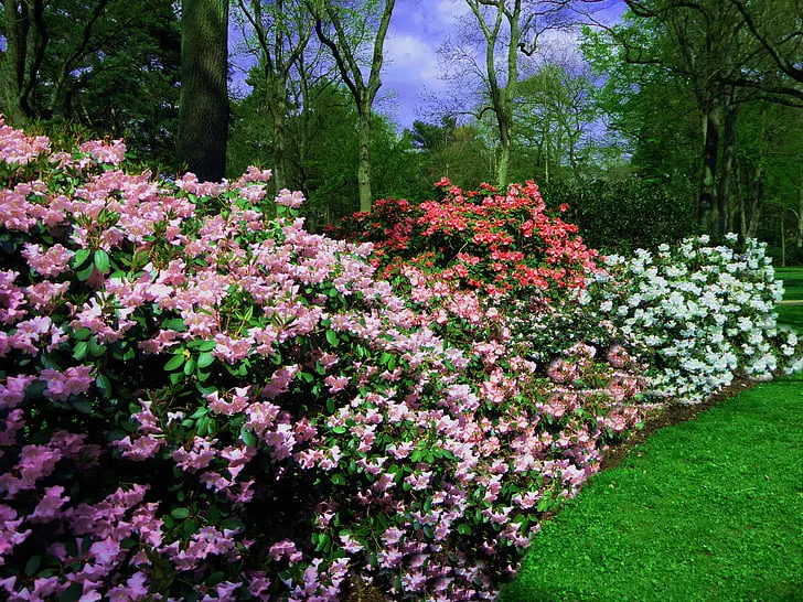 rhododendrons-colorful-spring-flowers-preview.jpeg