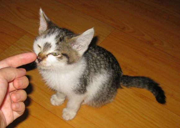 SE-0d432b1a-1b80-4ff7-a194-a200fb2f1b7d.jpg?type=w580