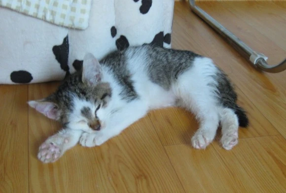 SE-2cfe3145-c786-450c-8369-d1515a47eb0a.jpg?type=w580