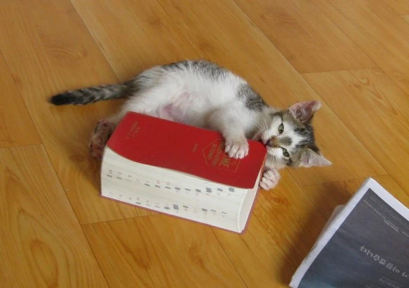 SE-ad41baf3-318d-4fef-b024-dc933d9d1172.jpg?type=w580