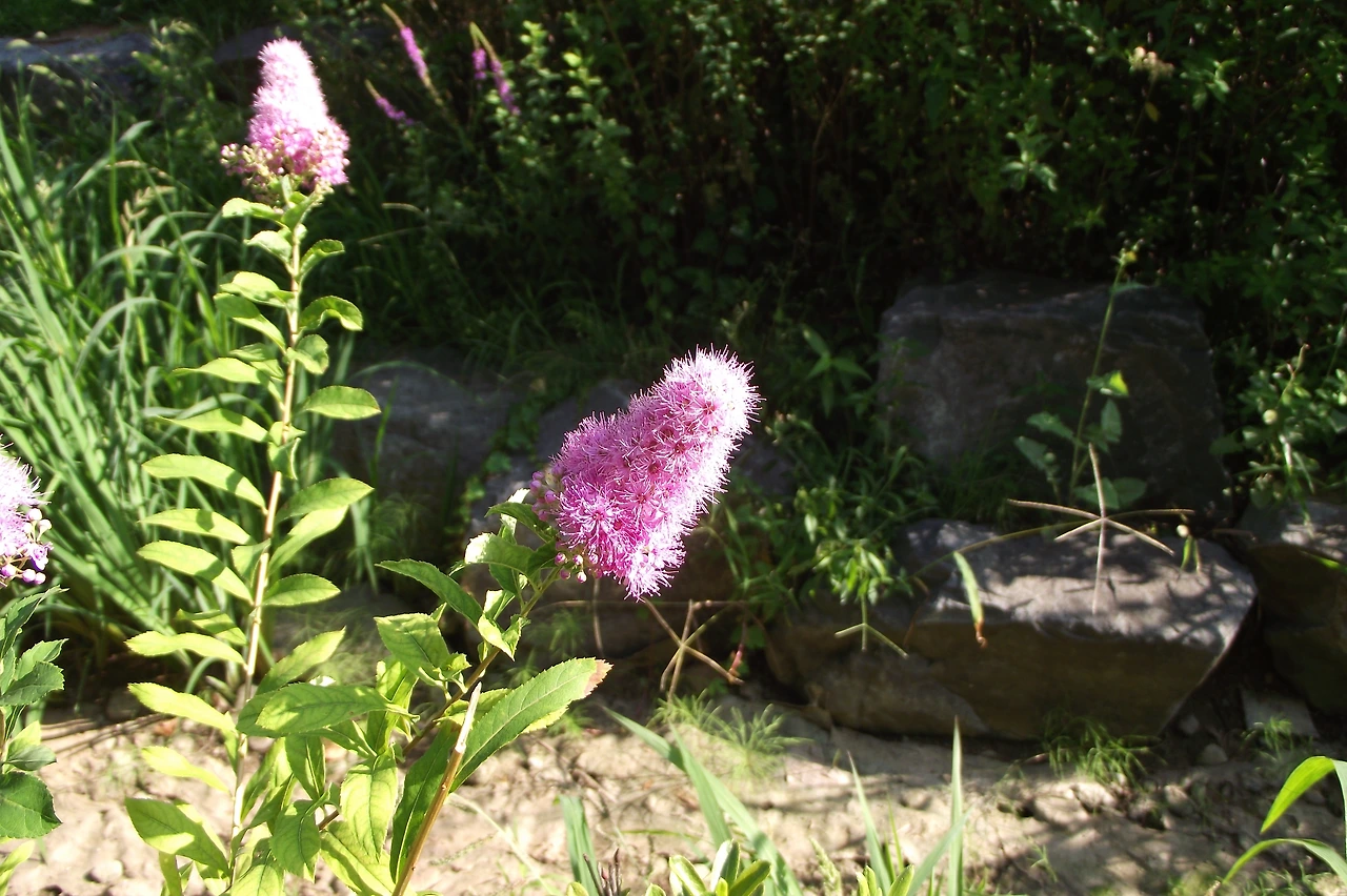 [2.속씨식물문-(진정)쌍떡잎식물강-장미군-장미목-장미과] 꼬리조팝나무_꽃 (광나룻길 그린웨이1-2).JPG