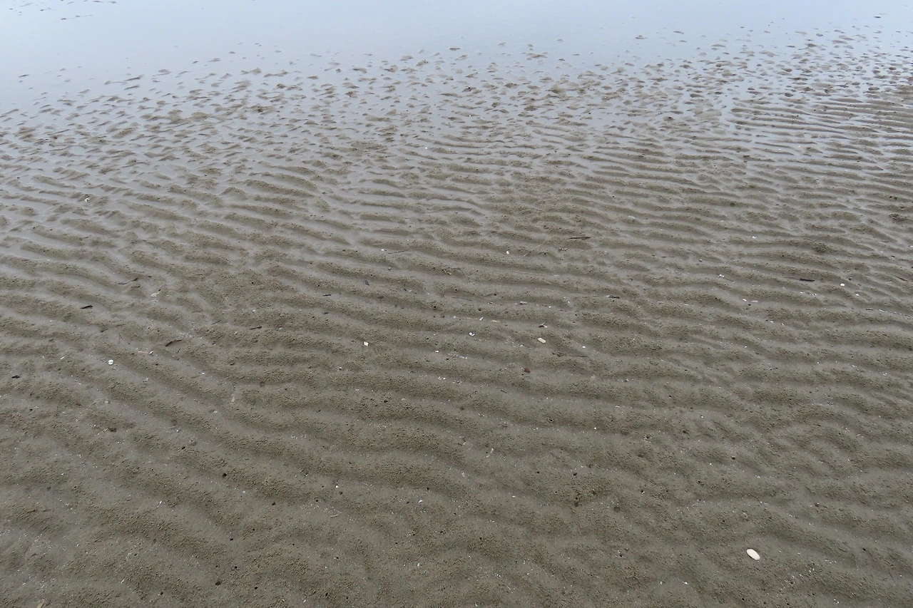 [소황사구] 모래갯벌.JPG