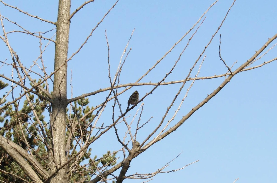 [1.척추동물아문-조강-참새목-멧새과] 노랑턱멧새 (경기 의왕 왕송호수).JPG