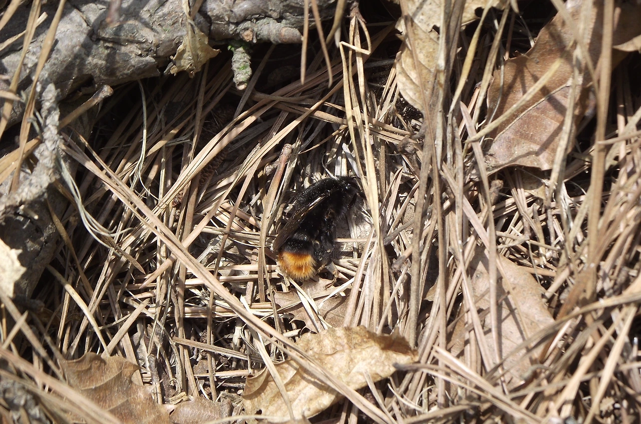 [1.절지동물문-곤충강-벌목-꿀벌과] 호박벌 (KNUE).JPG