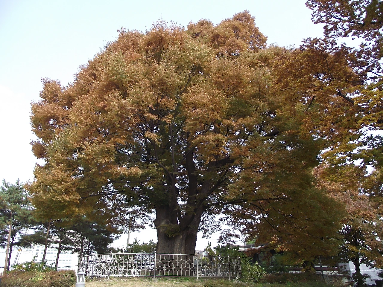 [2-2.서울시기념물] 화양동 느티나무 (700년 이상) (화양동3-2).JPG