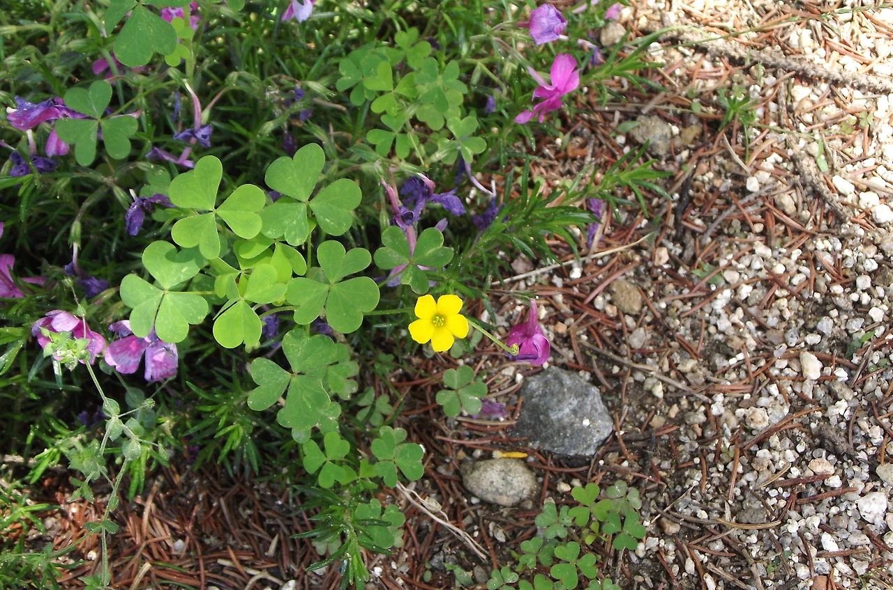 [2.속씨식물문-(진정)쌍떡잎식물강-장미군-괭이밥목-괭이밥과] 괭이밥_꽃 (5월, KNUE).JPG