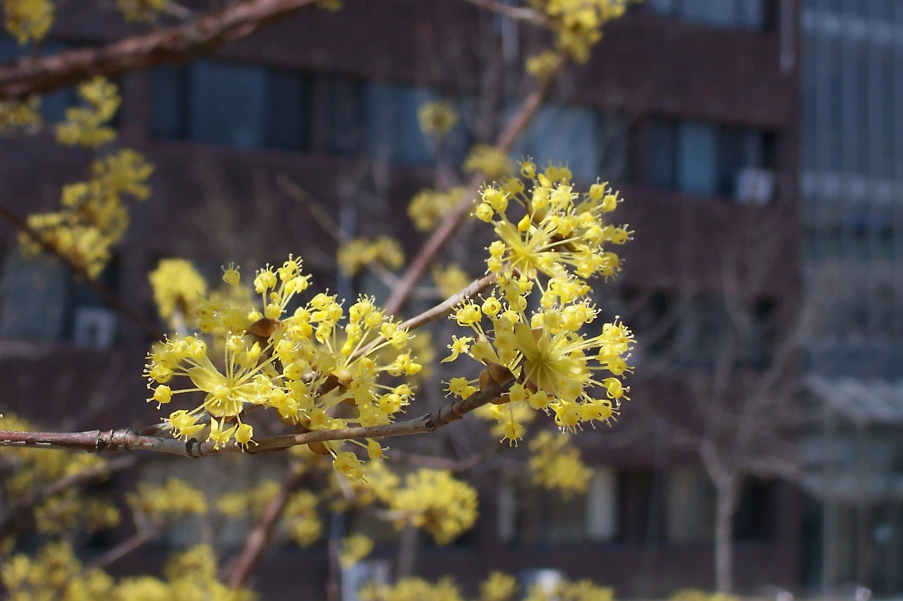 [2.속씨식물문-(진정)쌍떡잎식물강-국화군-층층나무목-층층나무과] 산수유_꽃 (3월, KNUE1-1).JPG